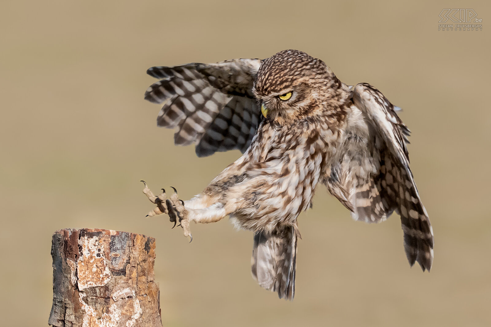 Landing little owl Little owl ./ Athene noctua Stefan Cruysberghs